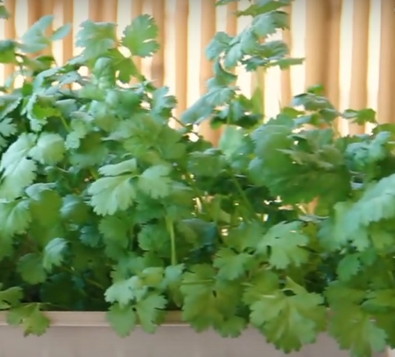 Cilantro "Slo-Bolt" 100+ seeds – Garden Herb Seeds