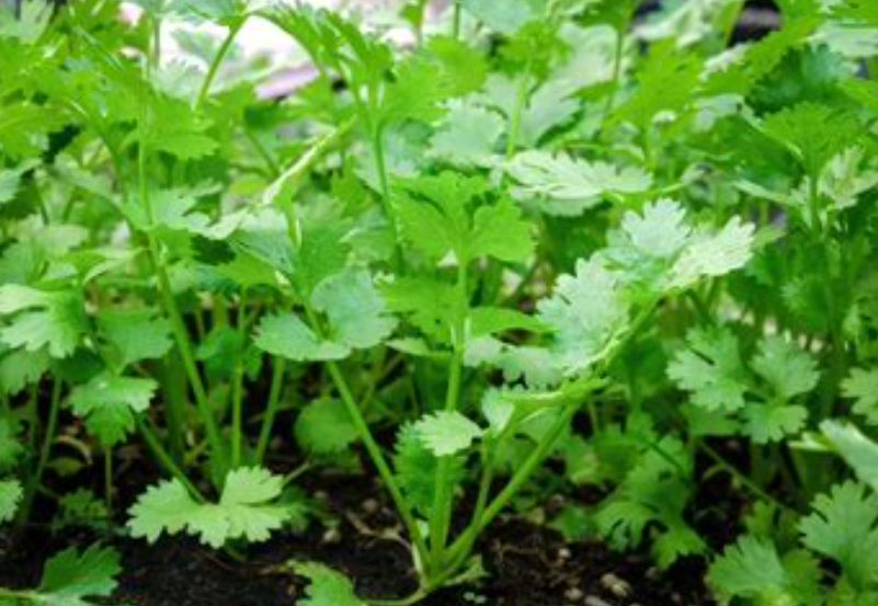 Cilantro "Slo-Bolt" 100+ seeds – Garden Herb Seeds