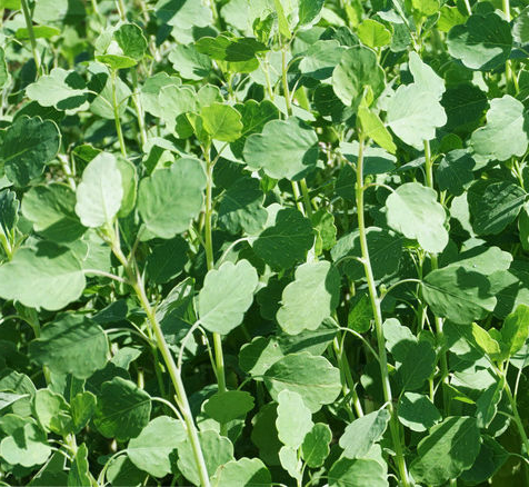 Papalo (Porophyllum ruderale) 100+ seeds – Garden Herb Seeds