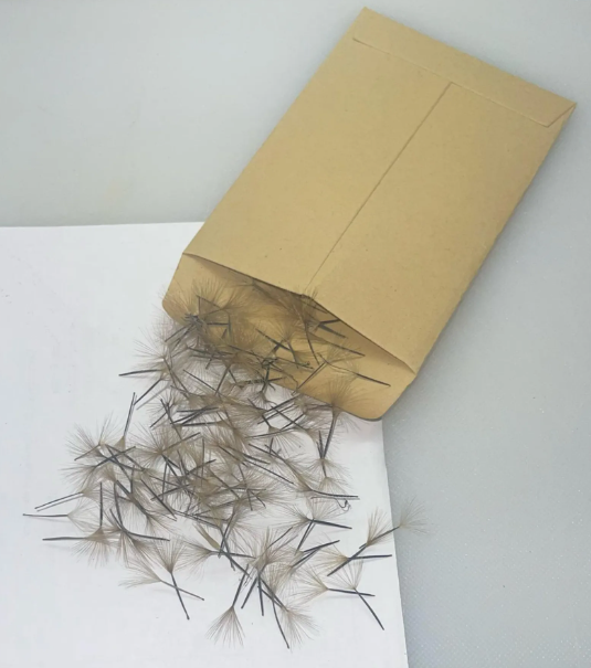 Papalo (Porophyllum ruderale) – Garden Herb Seeds