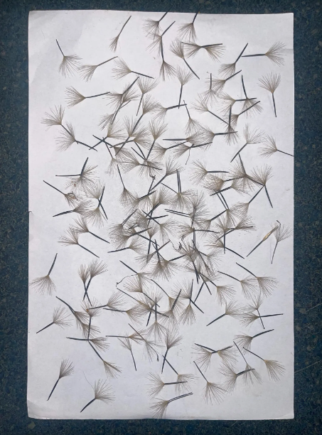 Papalo (Porophyllum ruderale) – Garden Herb Seeds