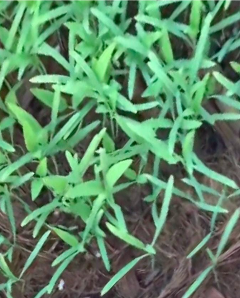 Papalo (Porophyllum ruderale) 100+ seeds – Garden Herb Seeds