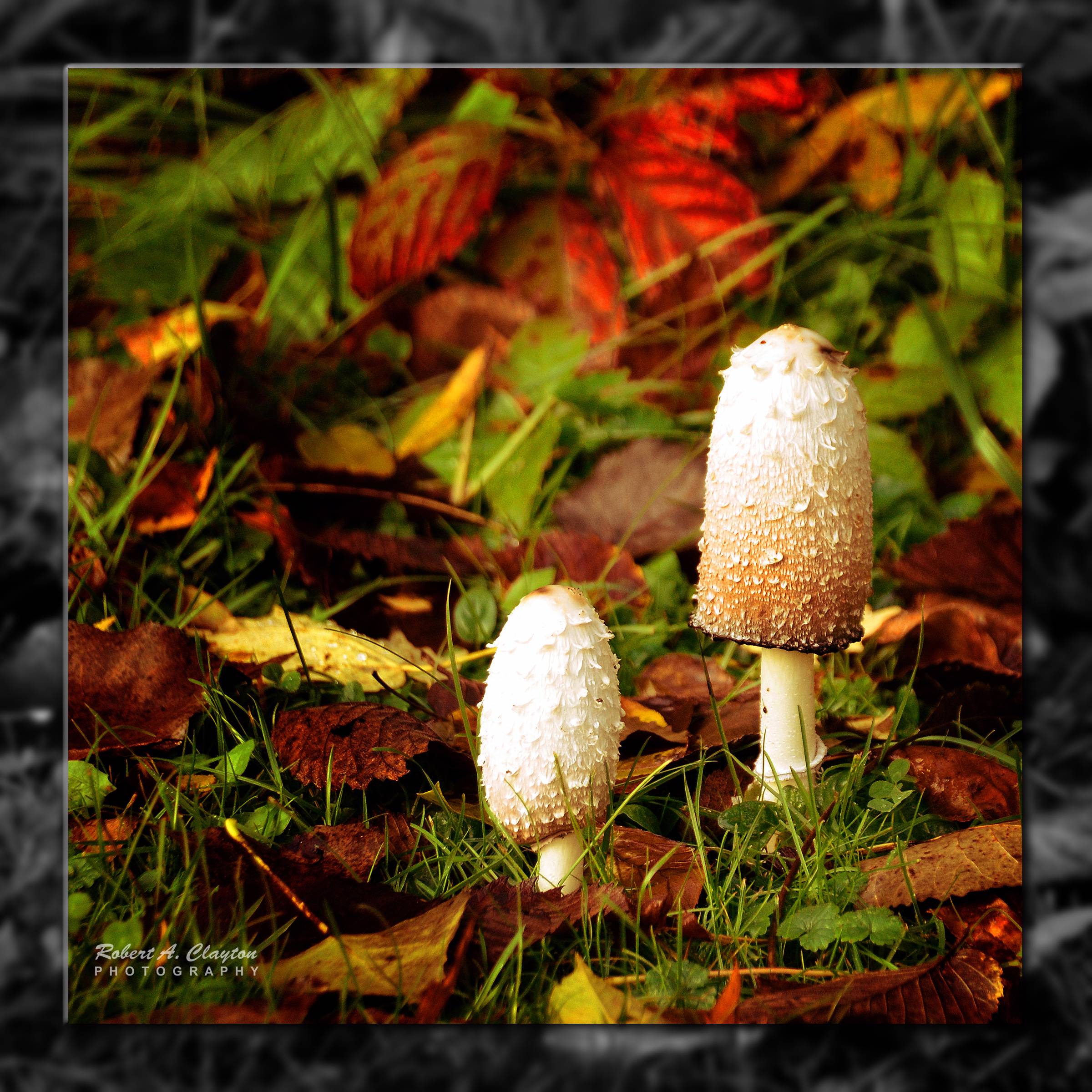 main product image on details page