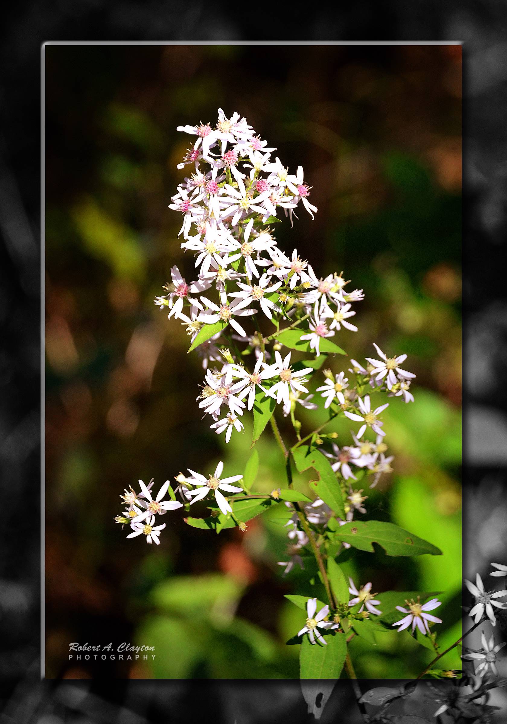 main product image on details page