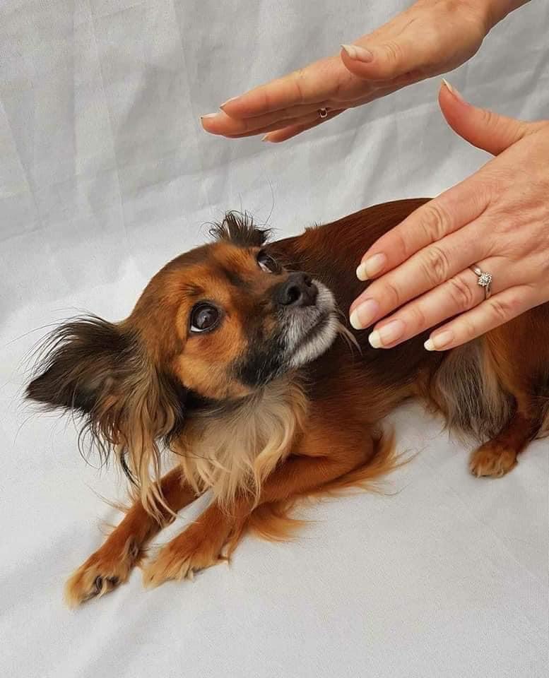 Spiritual Animal Healing Program