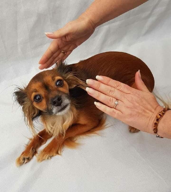 Spiritual Animal Healing Program
