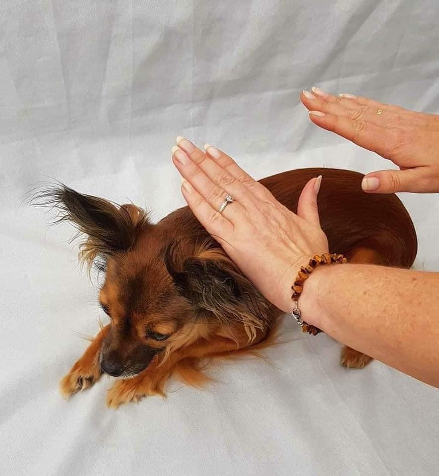 Spiritual Animal Healing Program