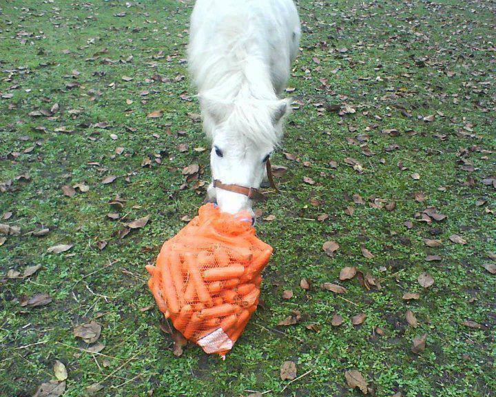 Buy A Bag of Carrots for A Rescued Pony