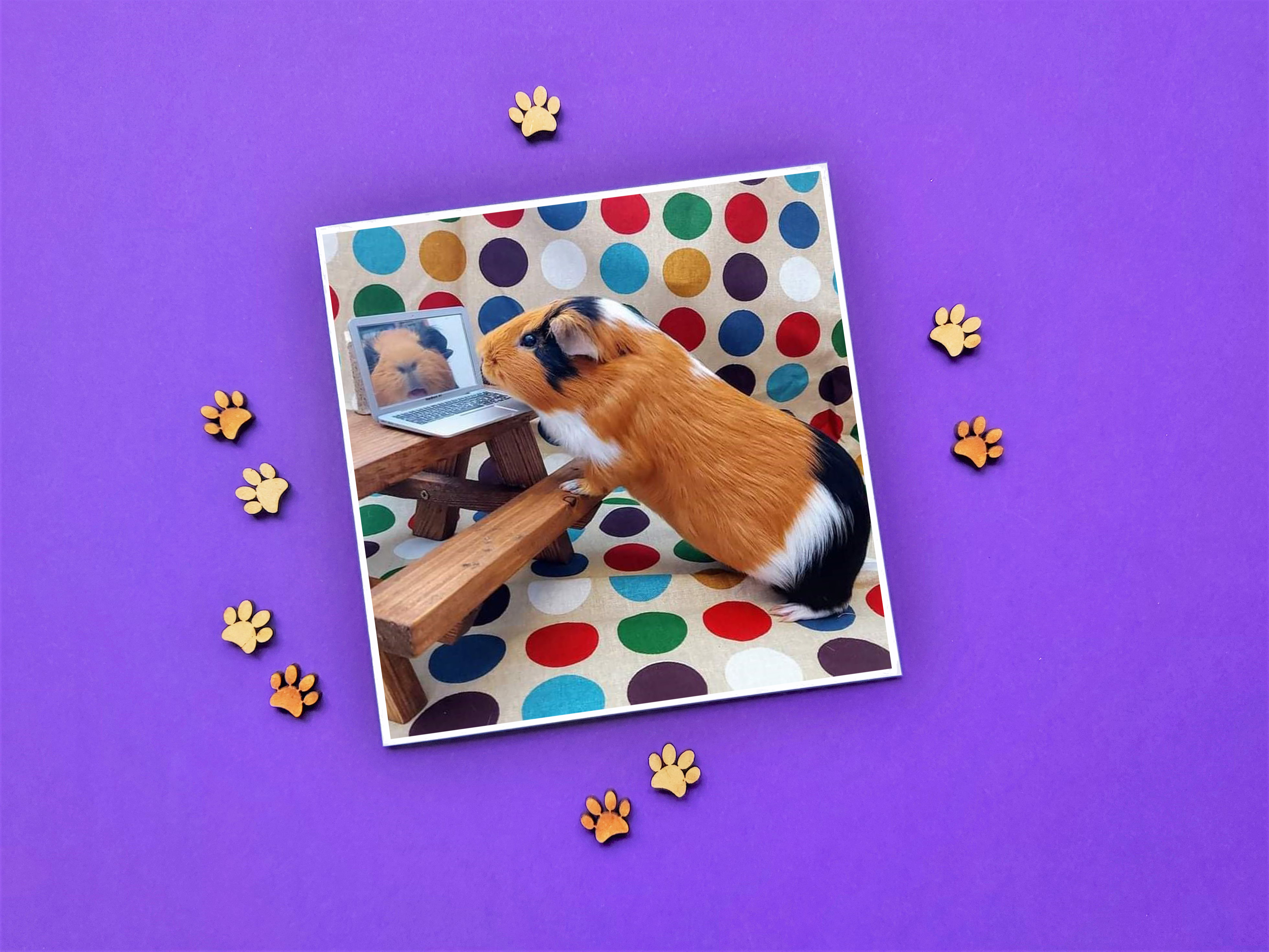 Guinea Pig Card - Flóki at desk with laptop