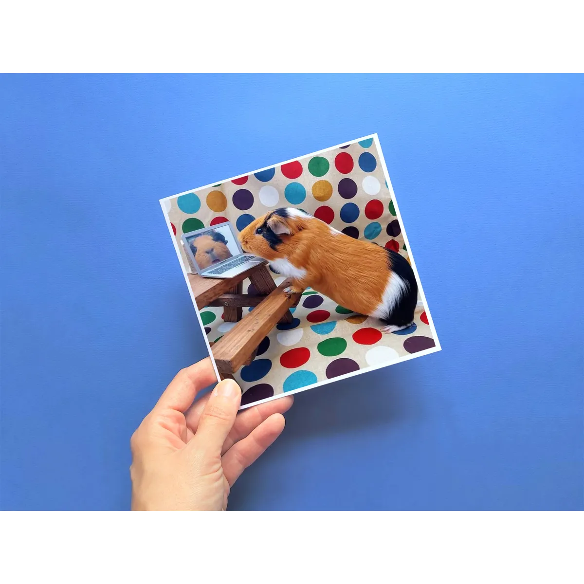 Guinea Pig Card - Flóki at desk with laptop