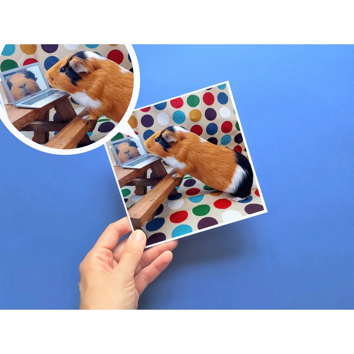 Guinea Pig Card - Flóki at desk with laptop