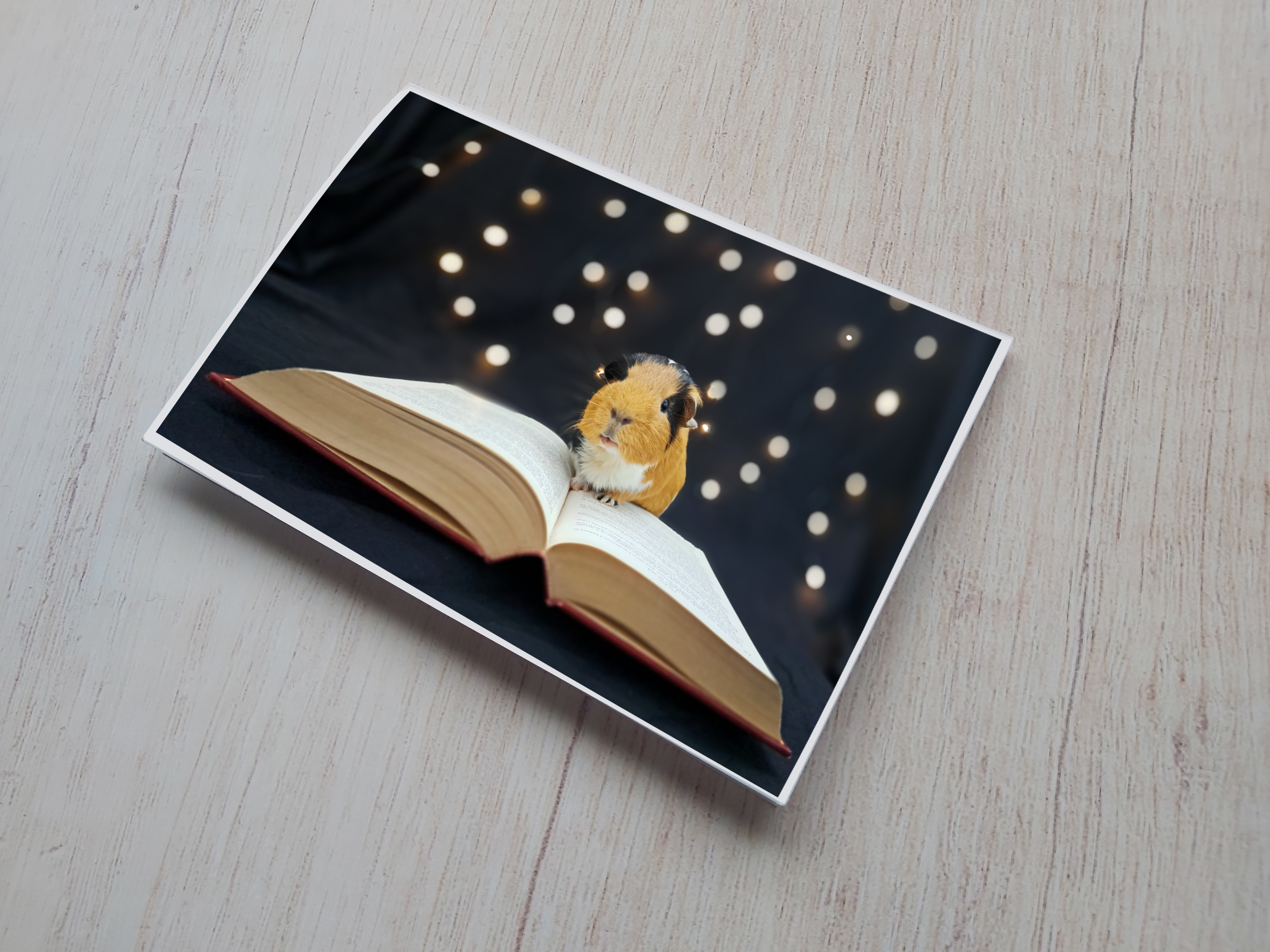 Guinea Pig Card - Flóki reading book