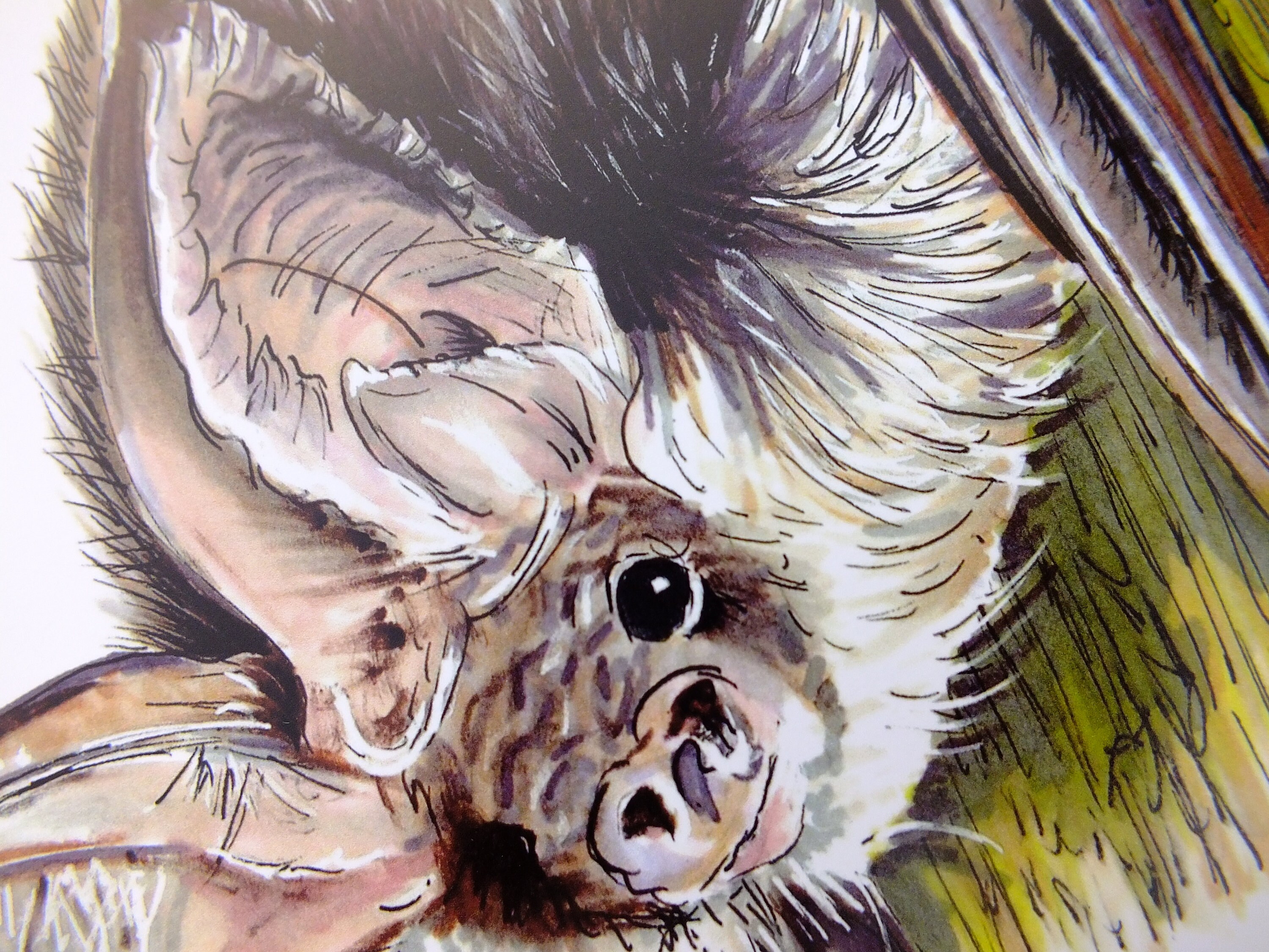 Brown Long Eared Bat Print, Bat Art Print, Bat Wall Art, Bat Gift, Gift for Bat Lover, Bat Illustrat