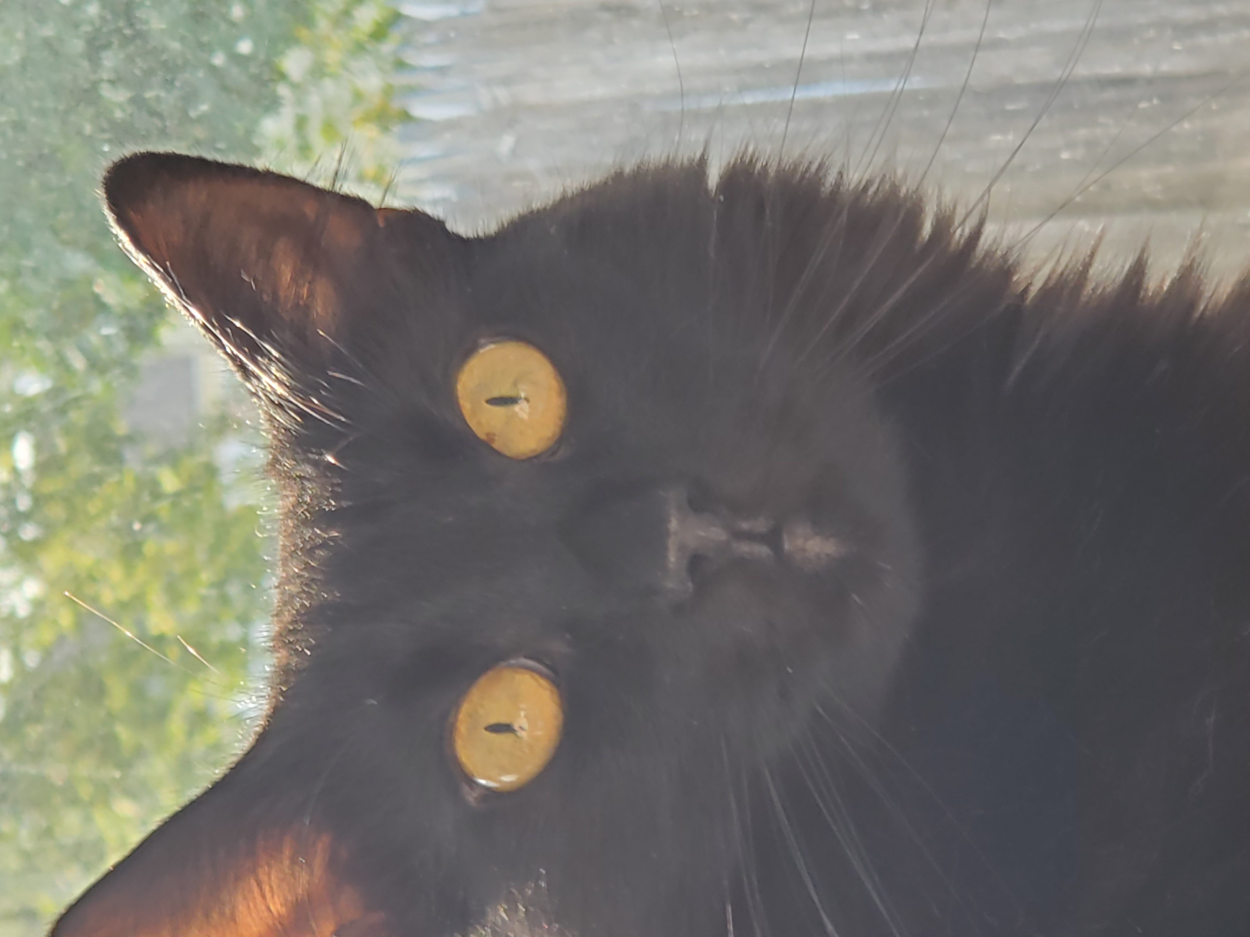 Mayhem's Mystery Box