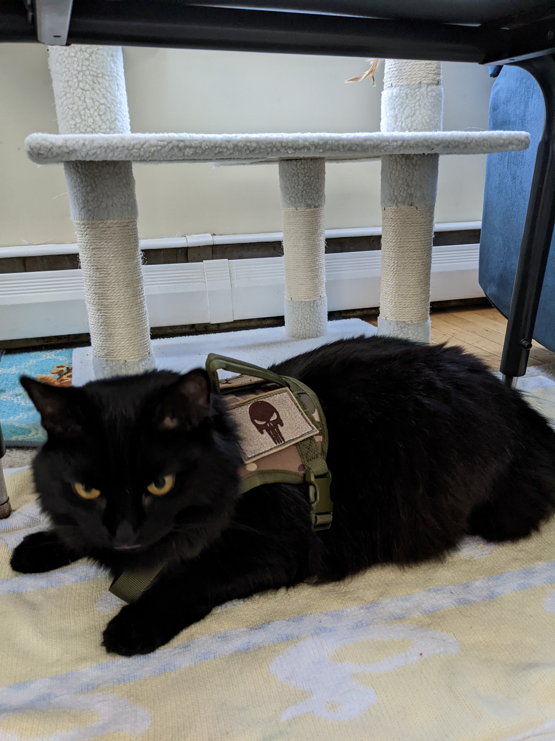 Mayhem's Mystery Box