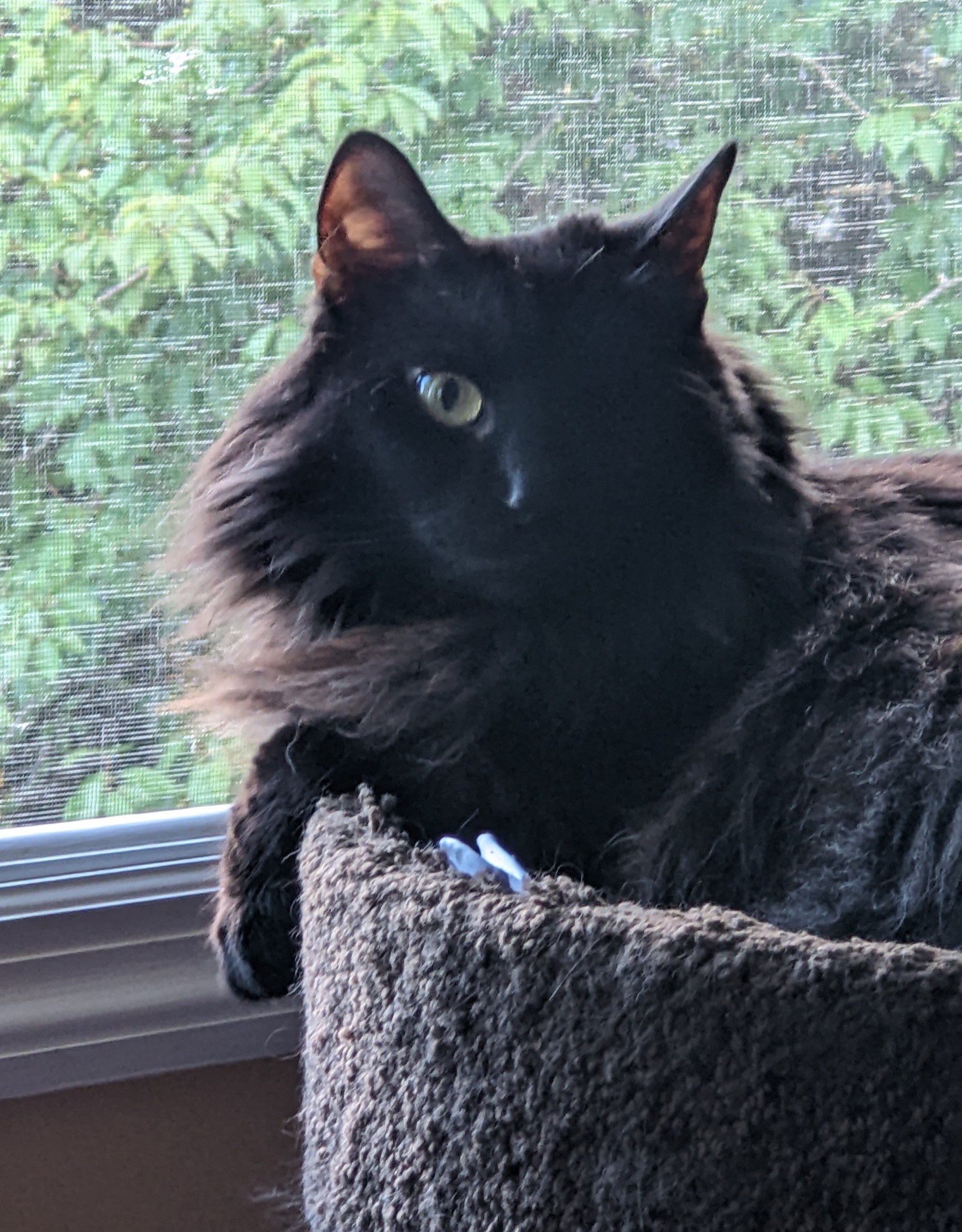 Nibbles' Nifty Treasures