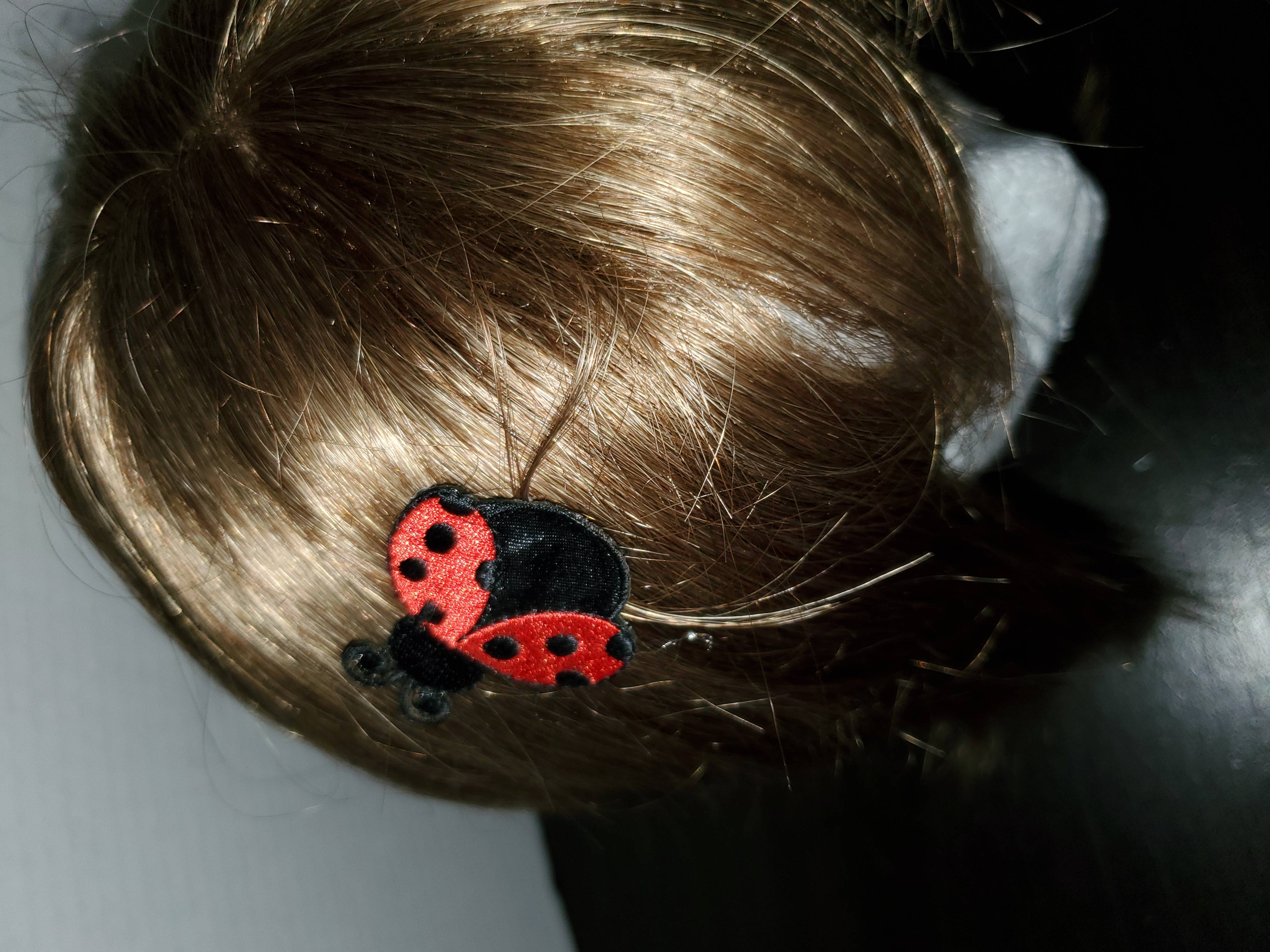 ladybug