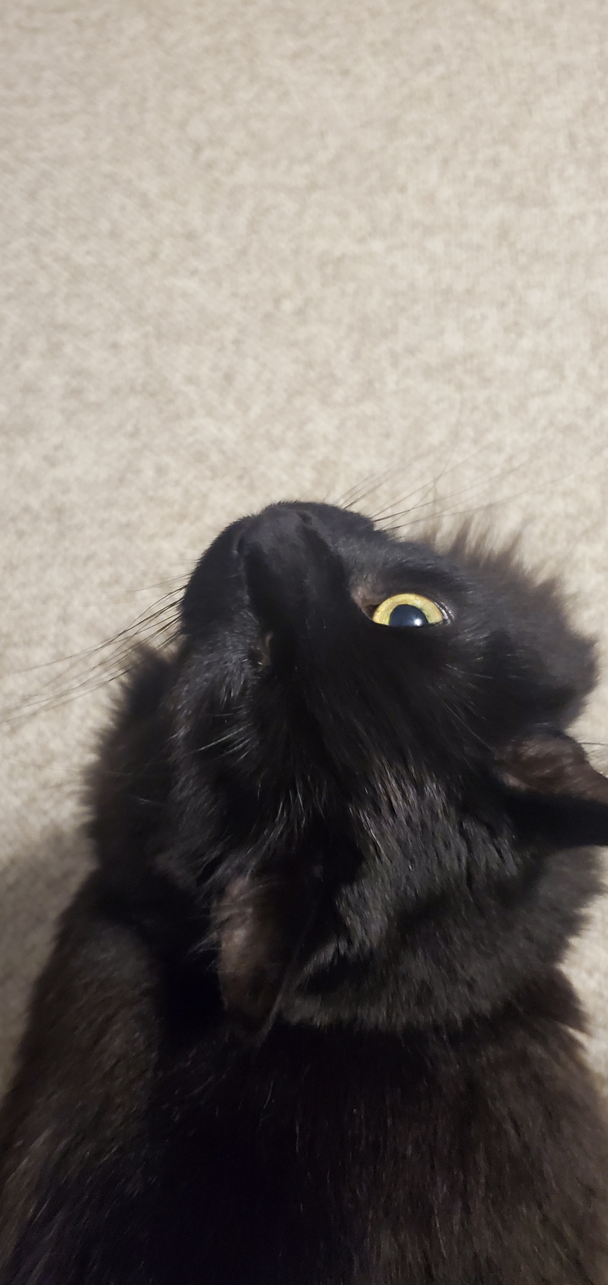 Nibbles' Nifty Treasures