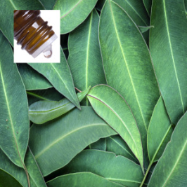 Eucalyptus