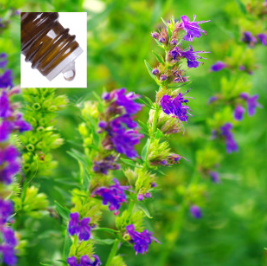 Hyssop