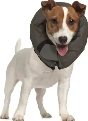 Vet Worthy Inflatable Protective Dog Collar for Comfort and Healing