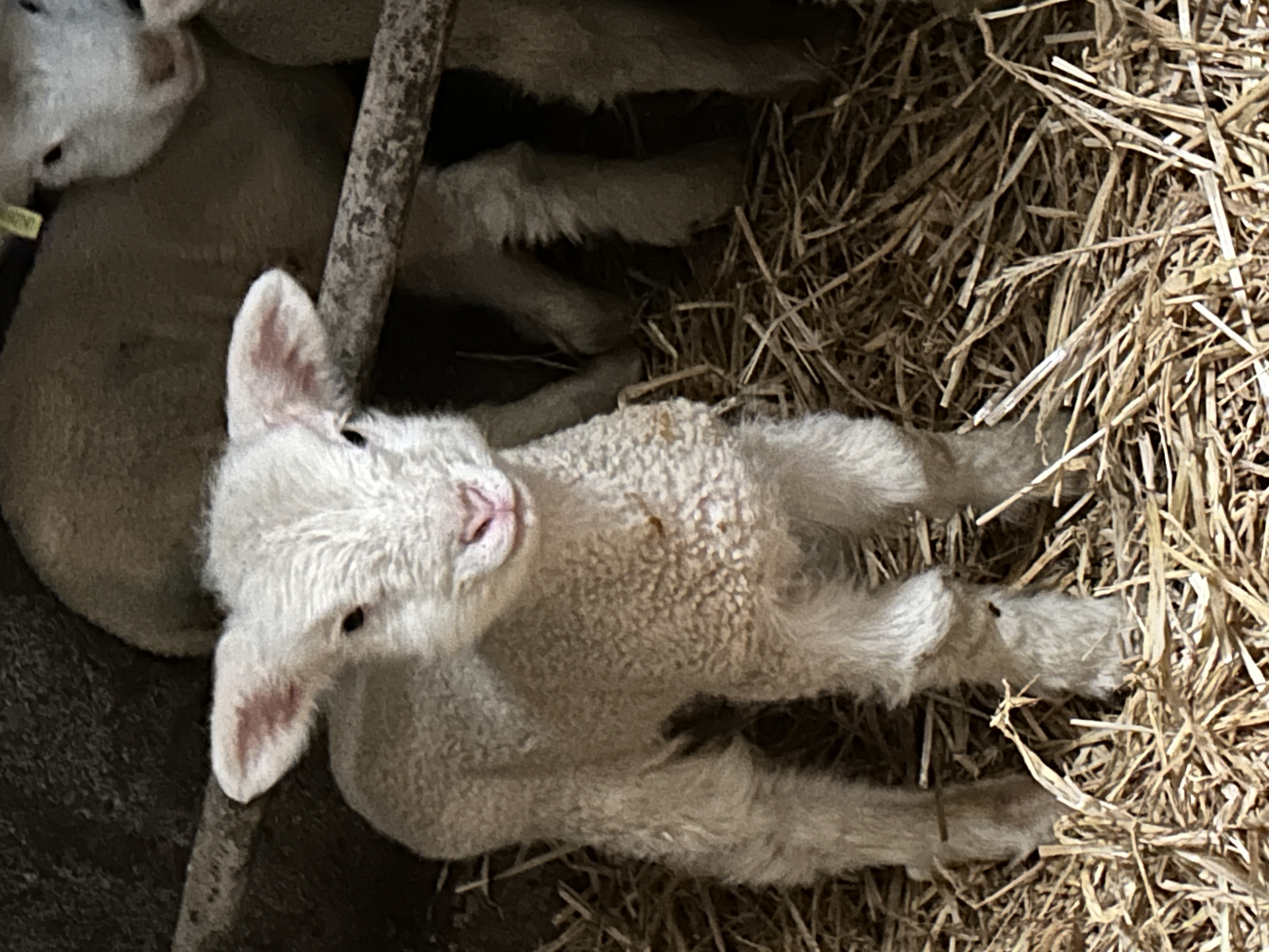Sheep Cheese tour
