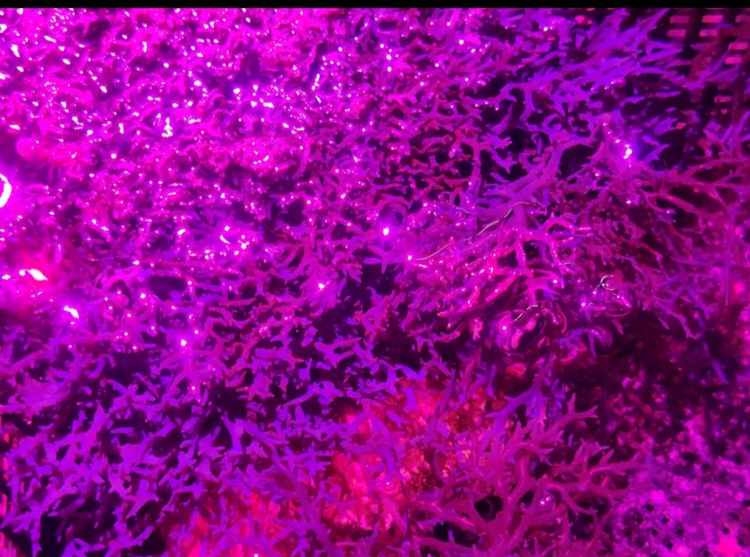 Blue Ochtodes Macroalgae