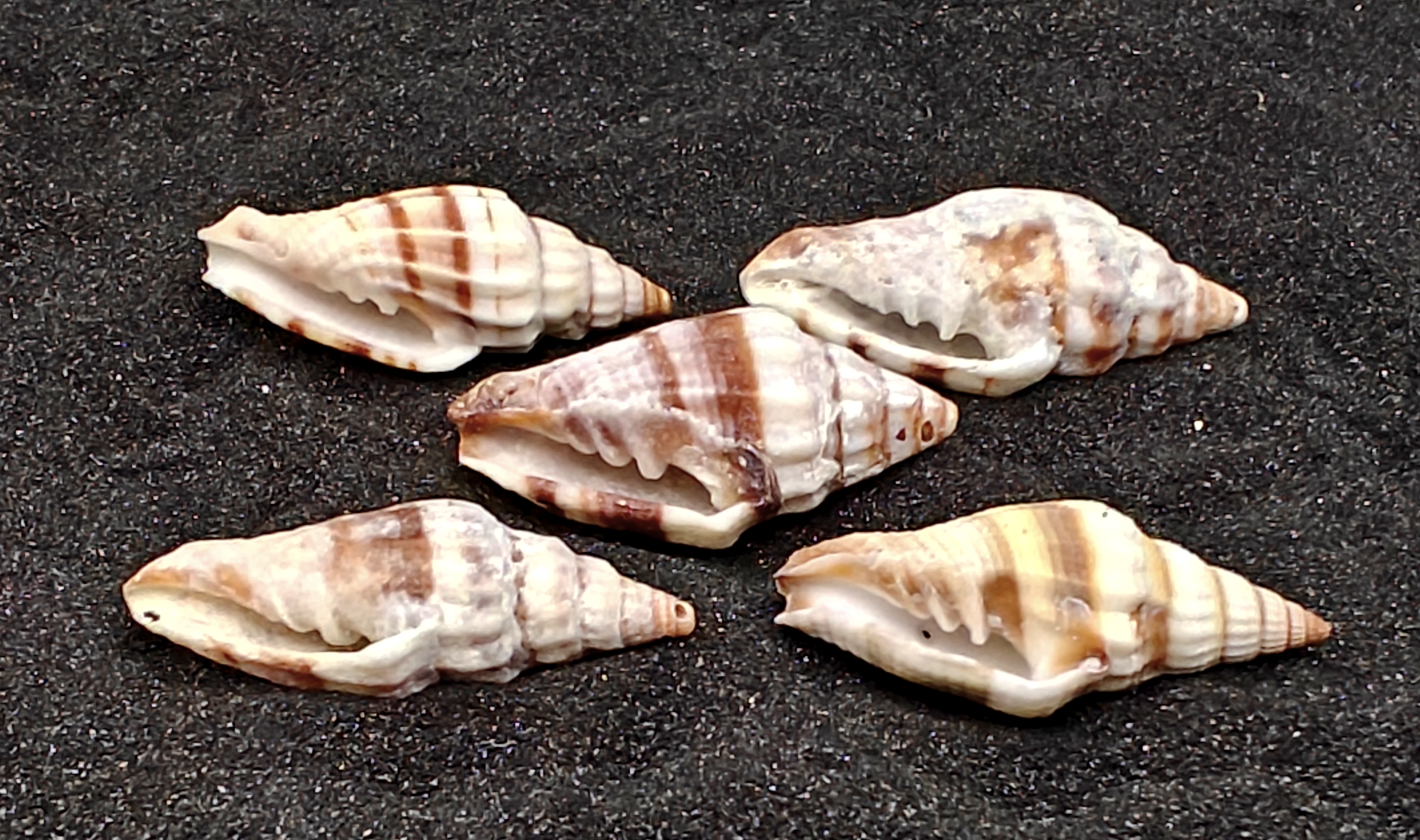 Nay Nay Shells (Medium) x5
