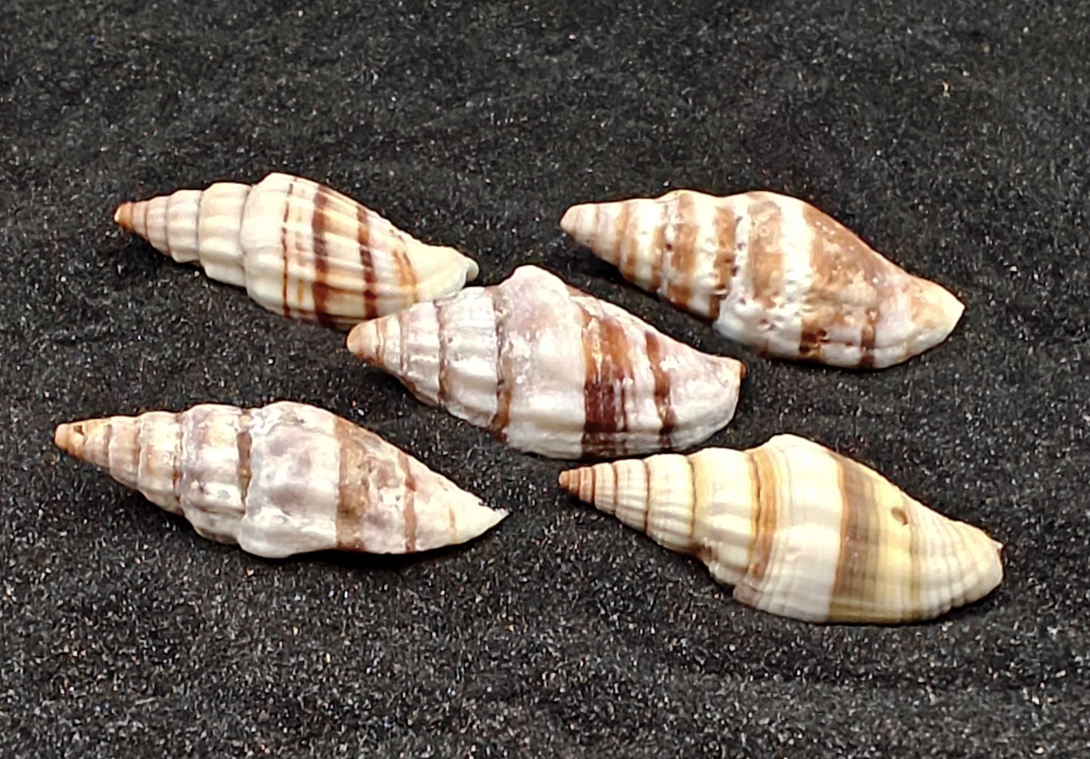 Nay Nay Shells (Medium) x5