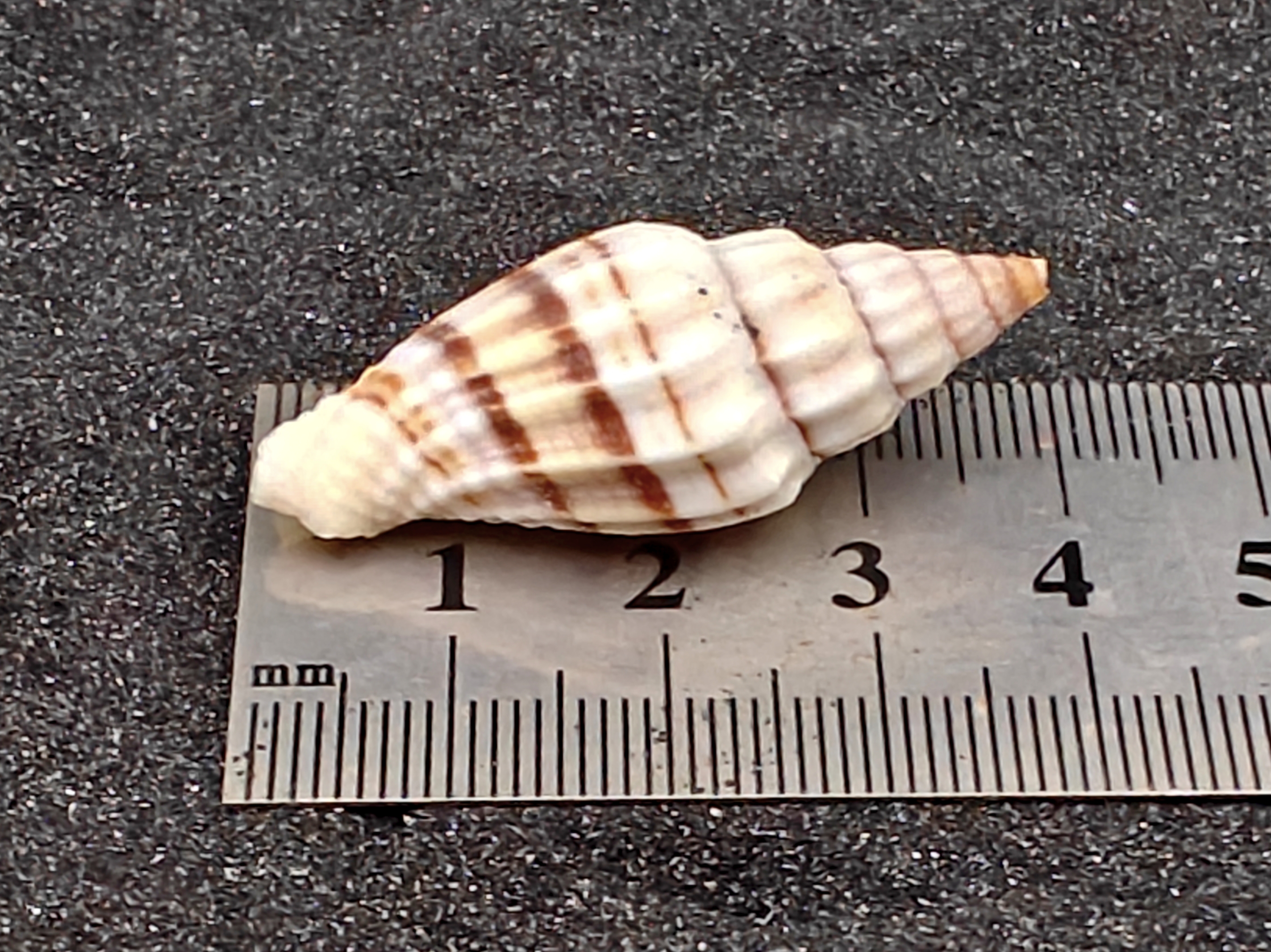 Nay Nay Shells (Medium) x5