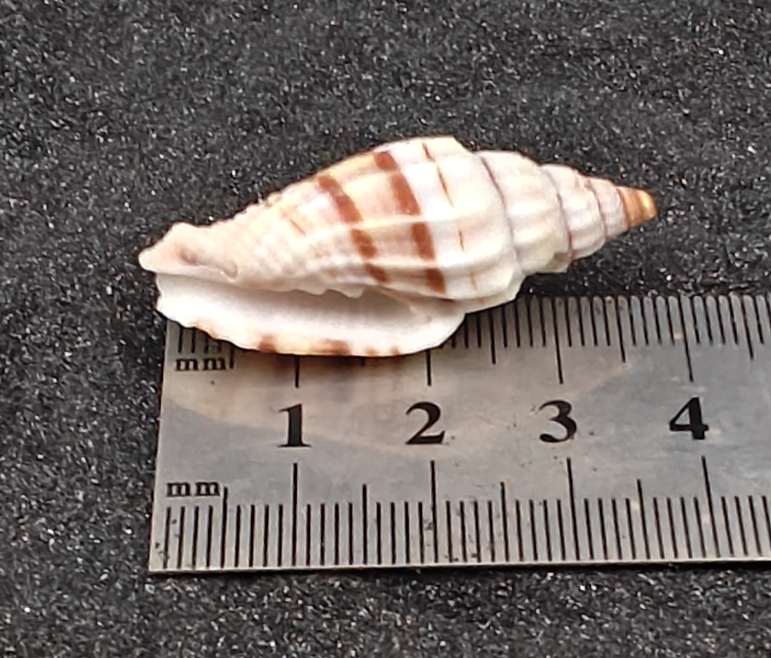 Nay Nay Shells (Medium) x5