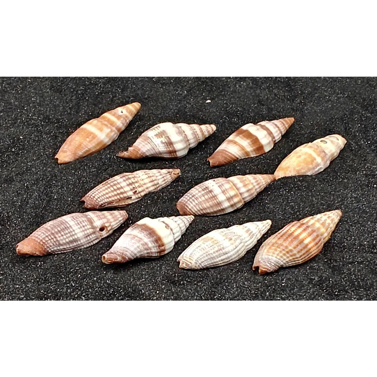 Nay Nay Shells (Small) x10