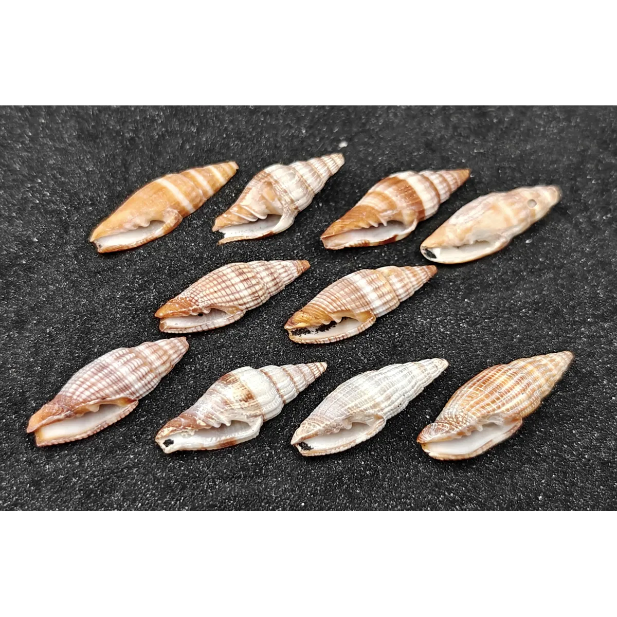 Nay Nay Shells (Small) x10