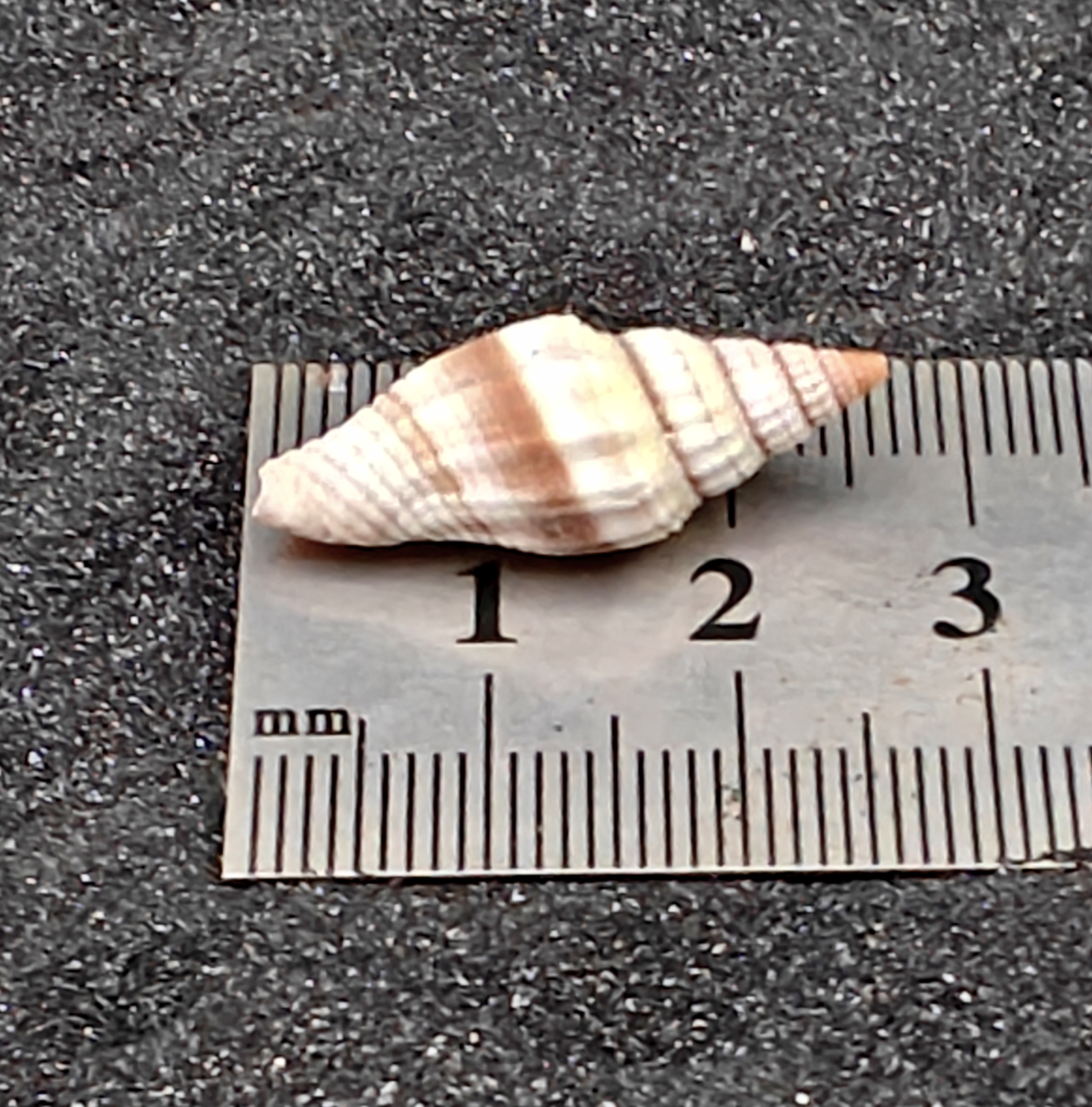 Nay Nay Shells (Small) x10