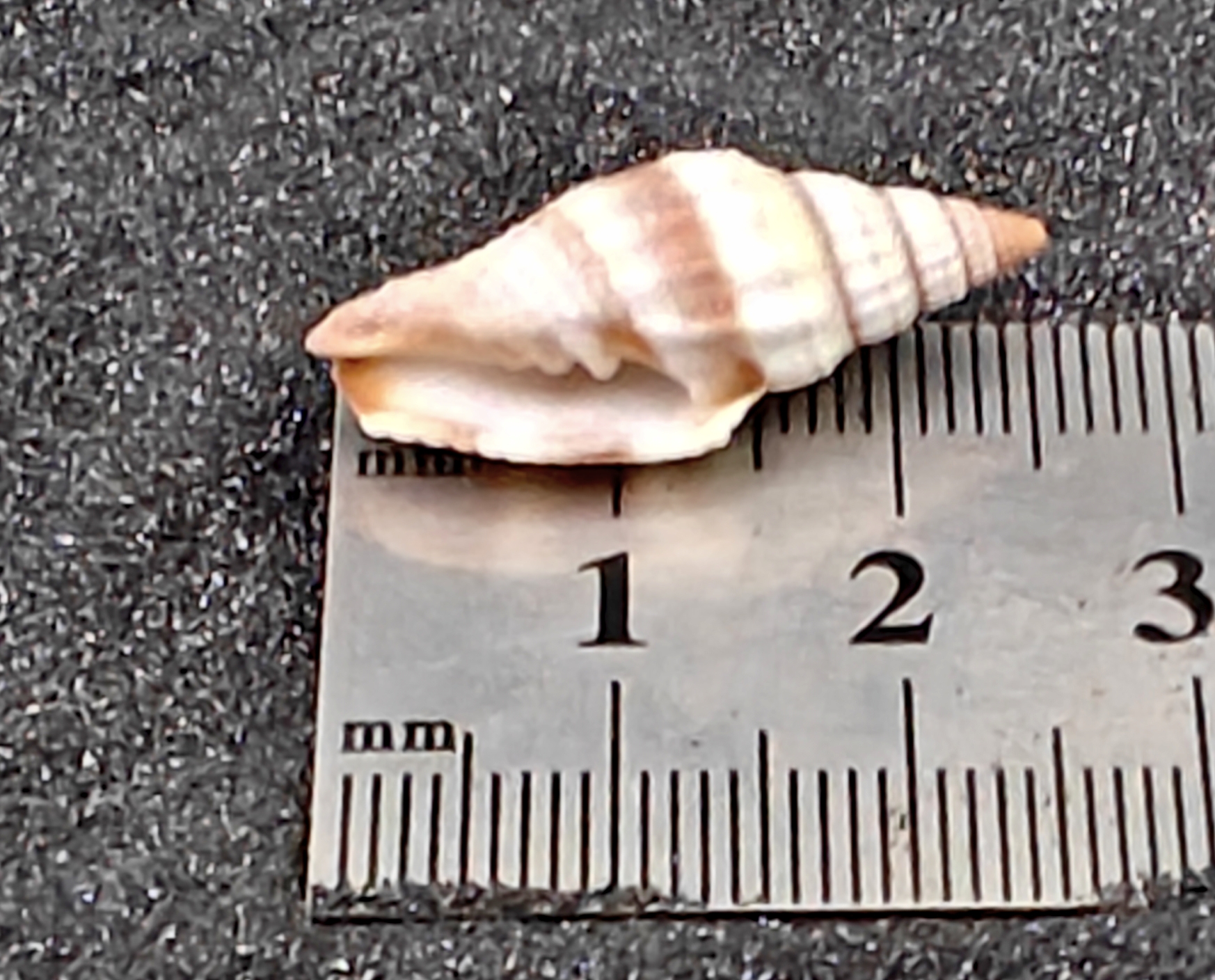 Nay Nay Shells (Small) x10