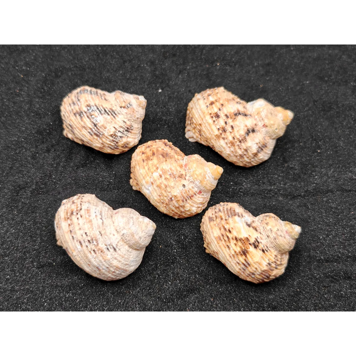 Turbo Goldmouth Shells (Extra Large) x5