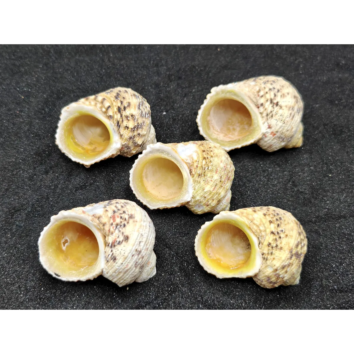 Turbo Goldmouth Shells (Extra Large) x5