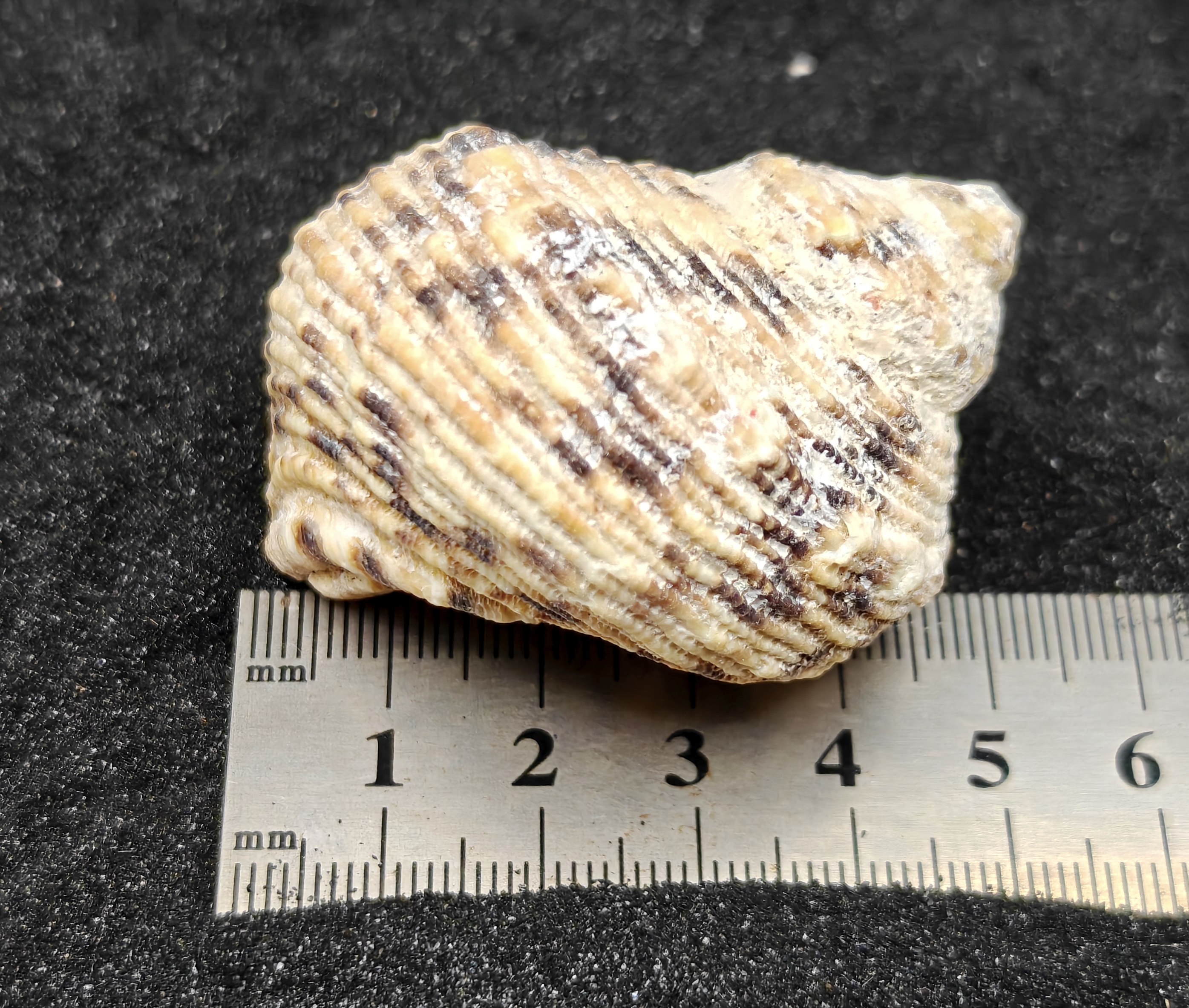 Turbo Goldmouth Shells (Extra Large) x5