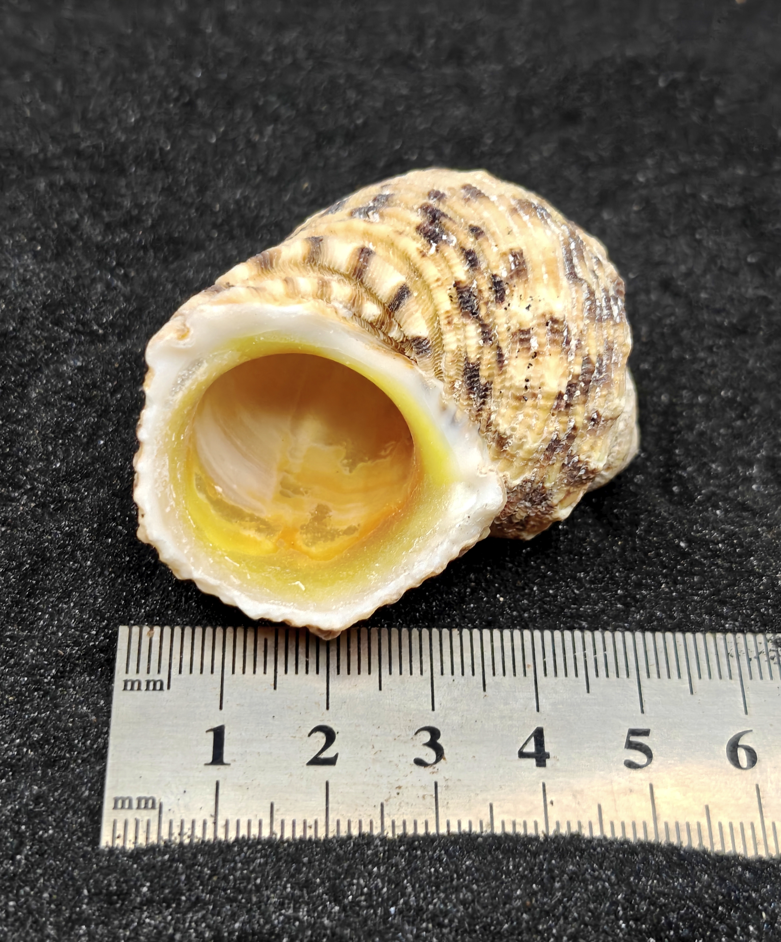 Turbo Goldmouth Shells (Extra Large) x5