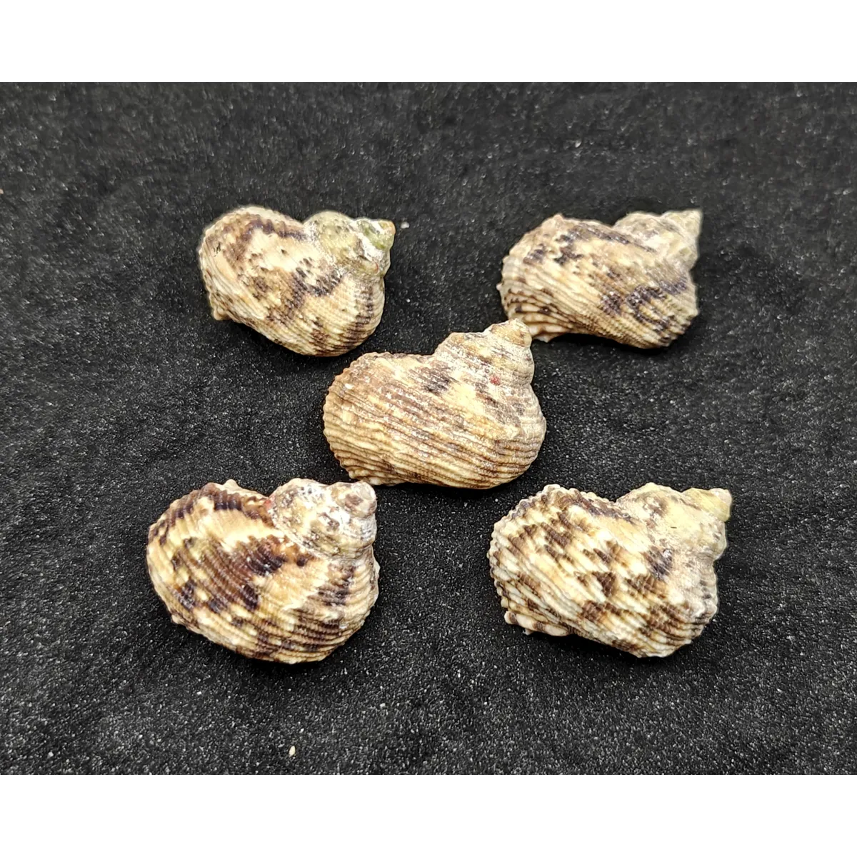 Turbo Goldmouth Shells (Large) x5