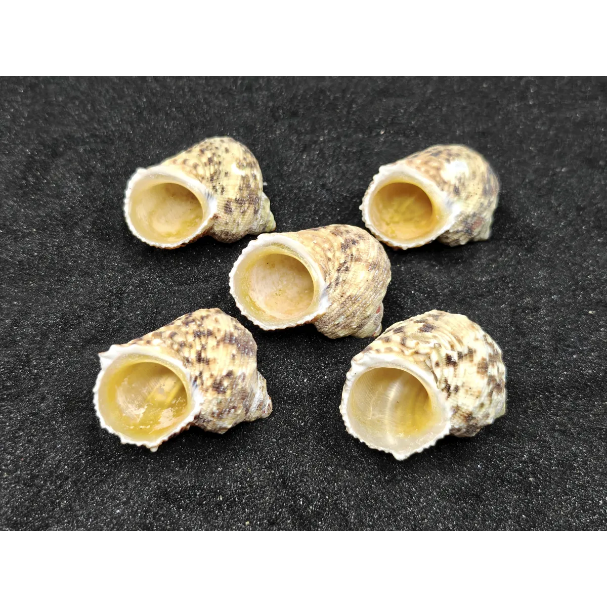 Turbo Goldmouth Shells (Large) x5