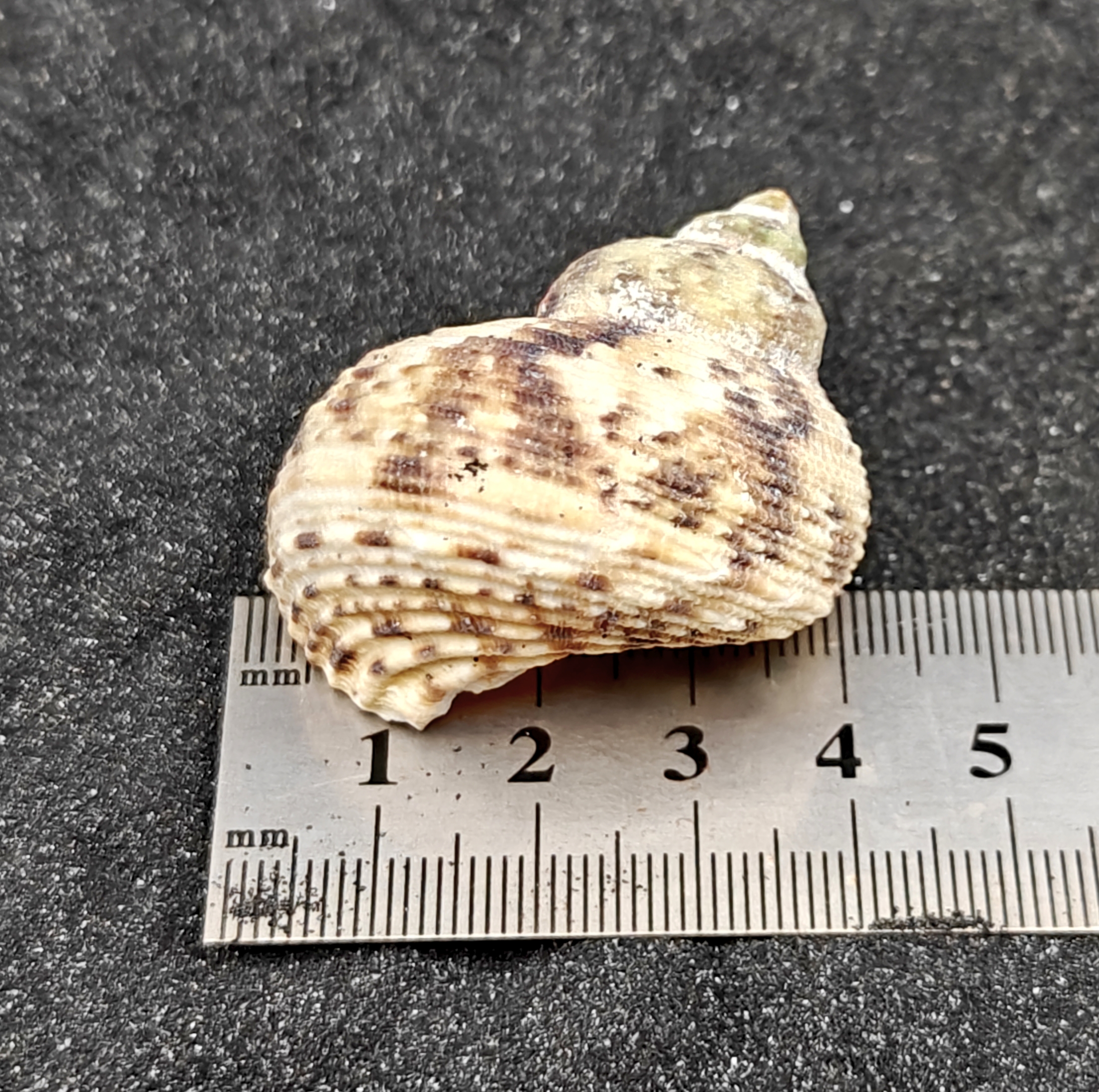 Turbo Goldmouth Shells (Large) x5