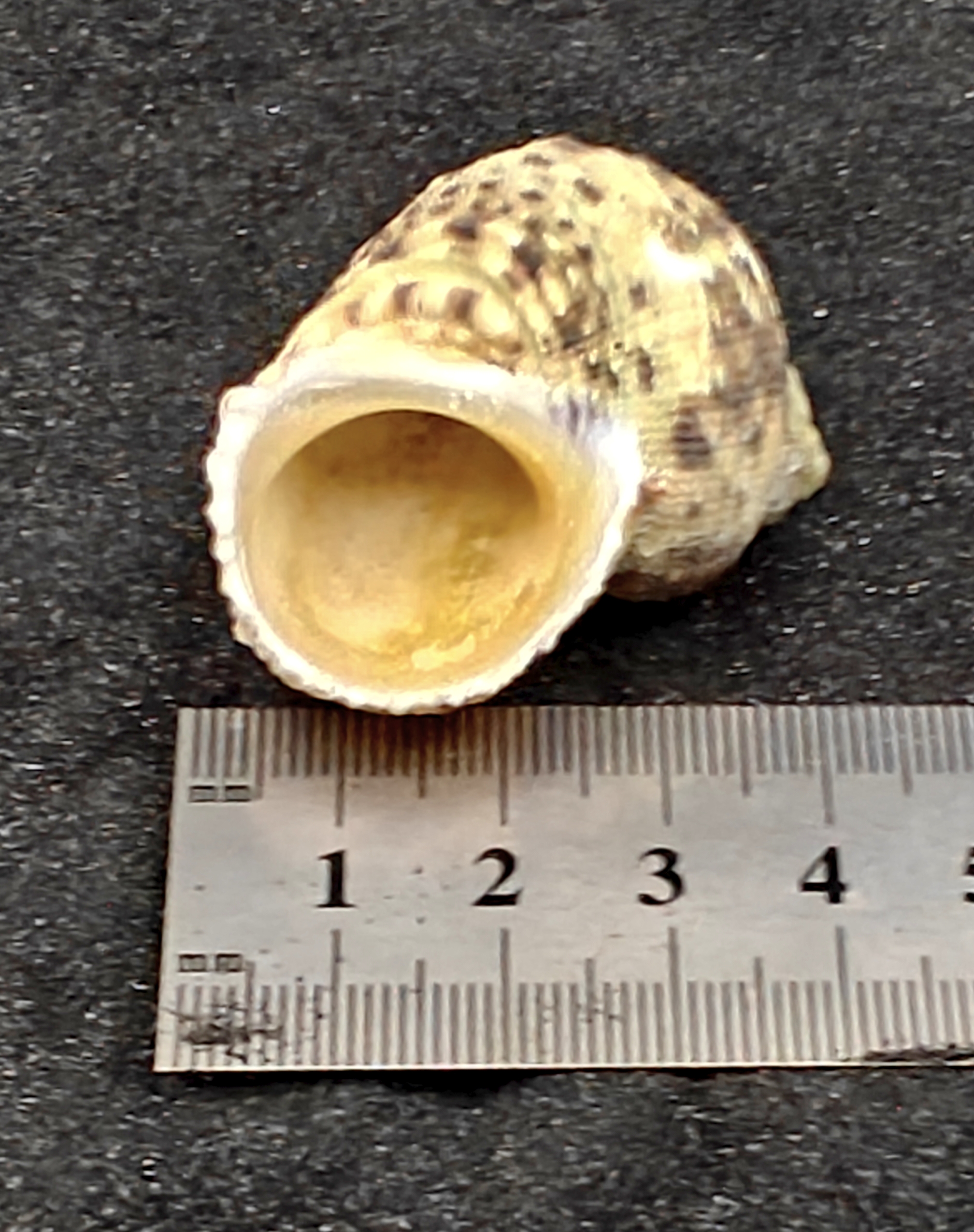 Turbo Goldmouth Shells (Large) x5