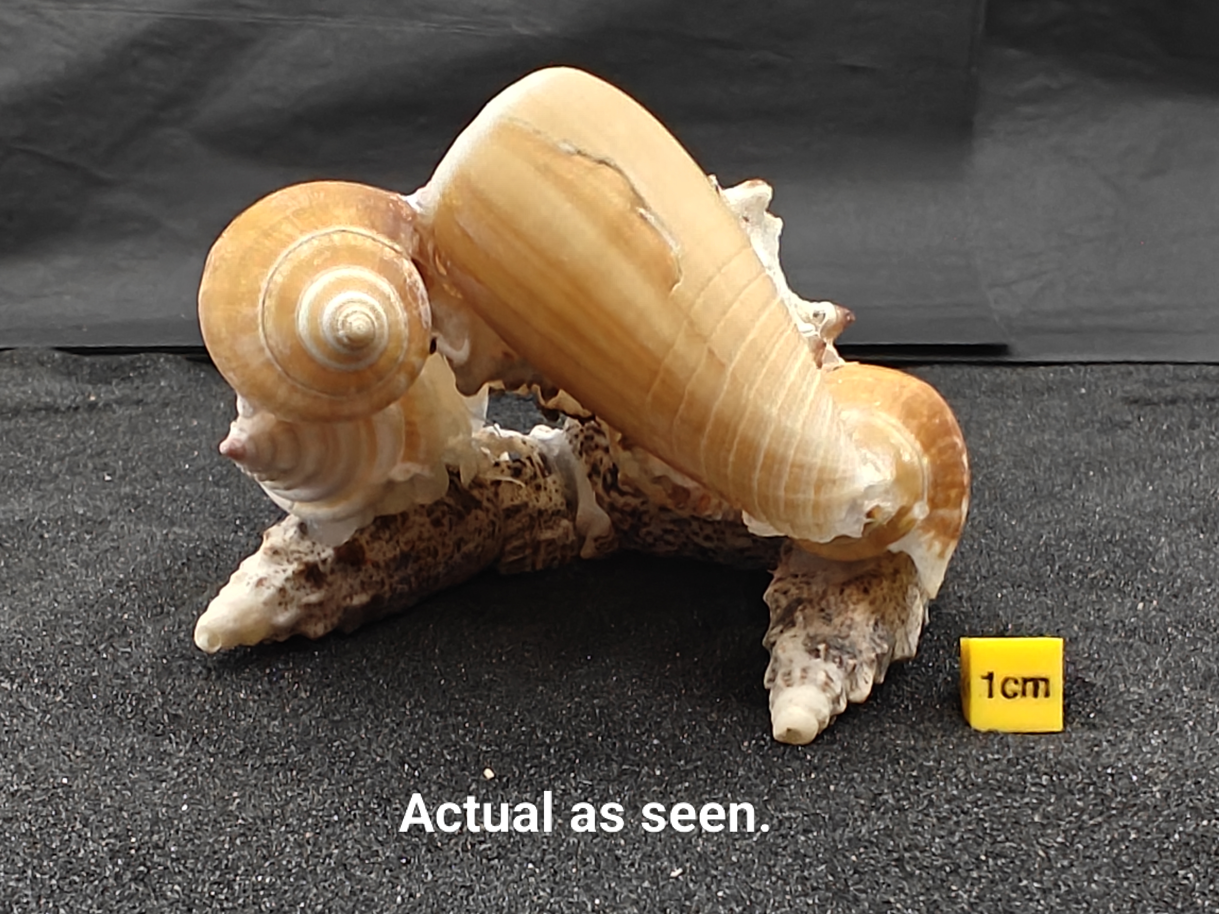 Natural Seashell Aquarium Cave Hideaway