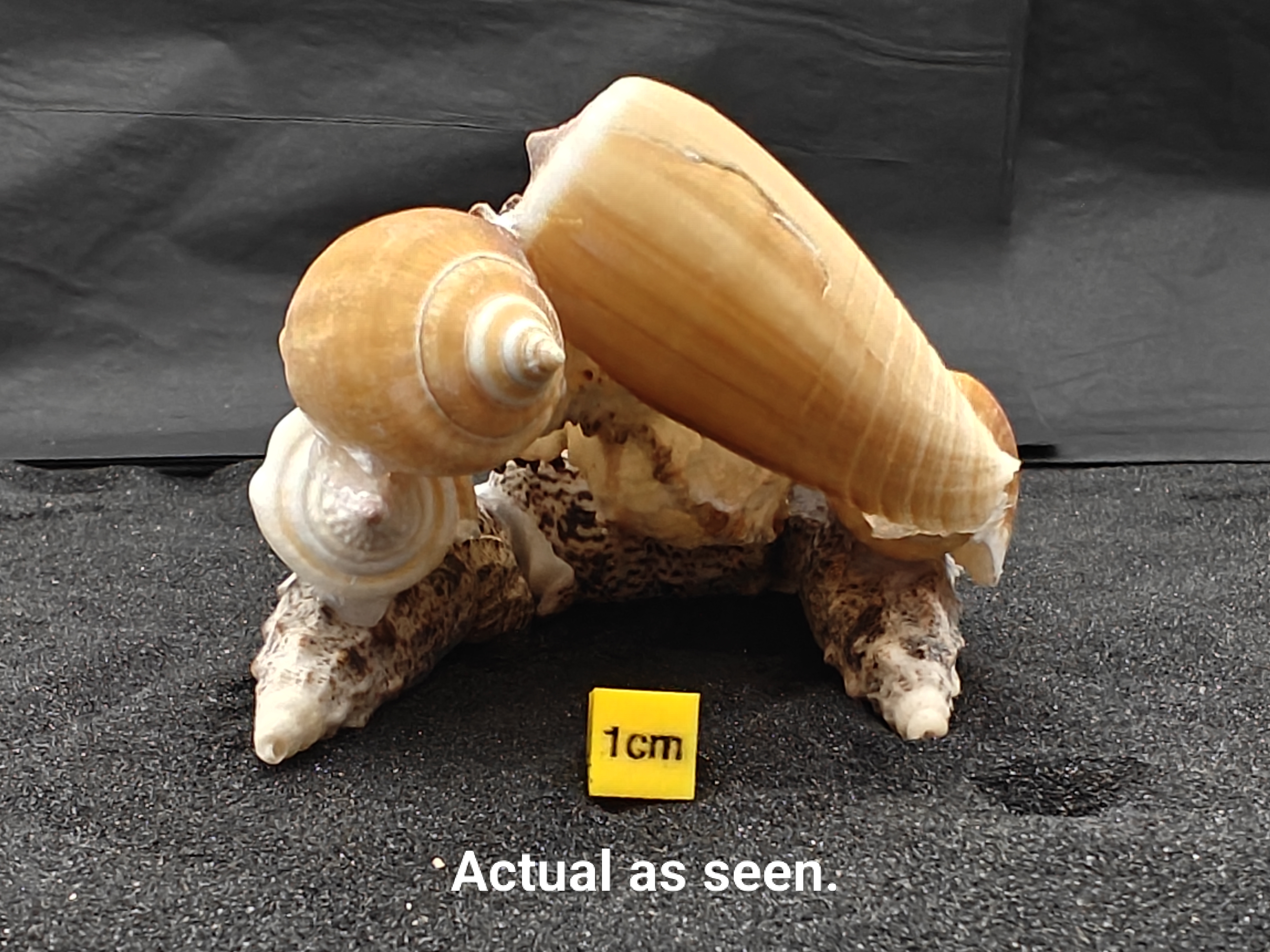 Natural Seashell Aquarium Cave Hideaway