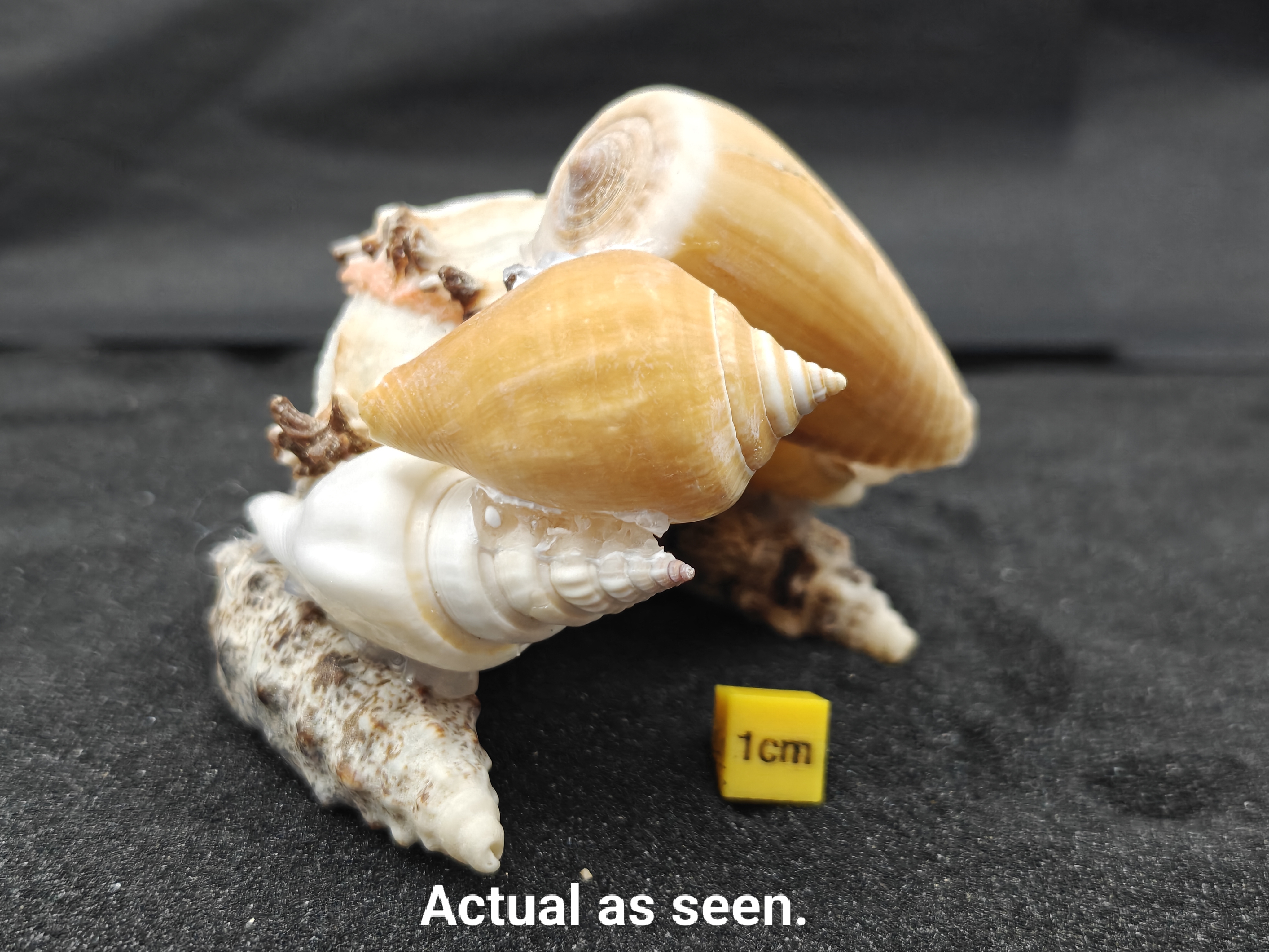 Natural Seashell Aquarium Cave Hideaway