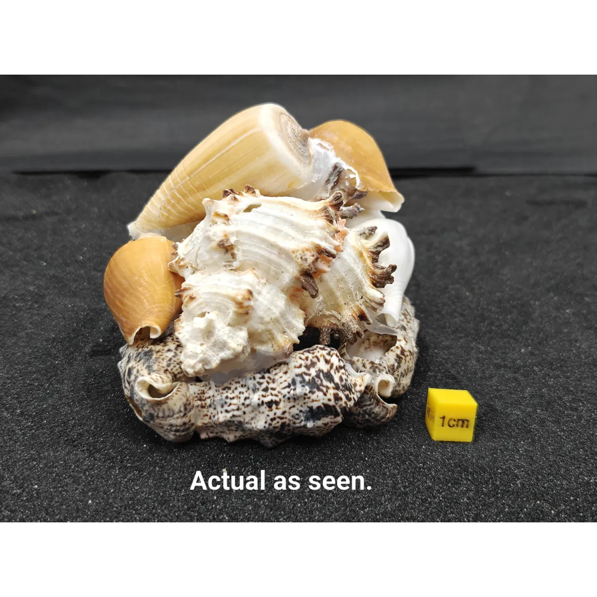 Natural Seashell Aquarium Cave Hideaway