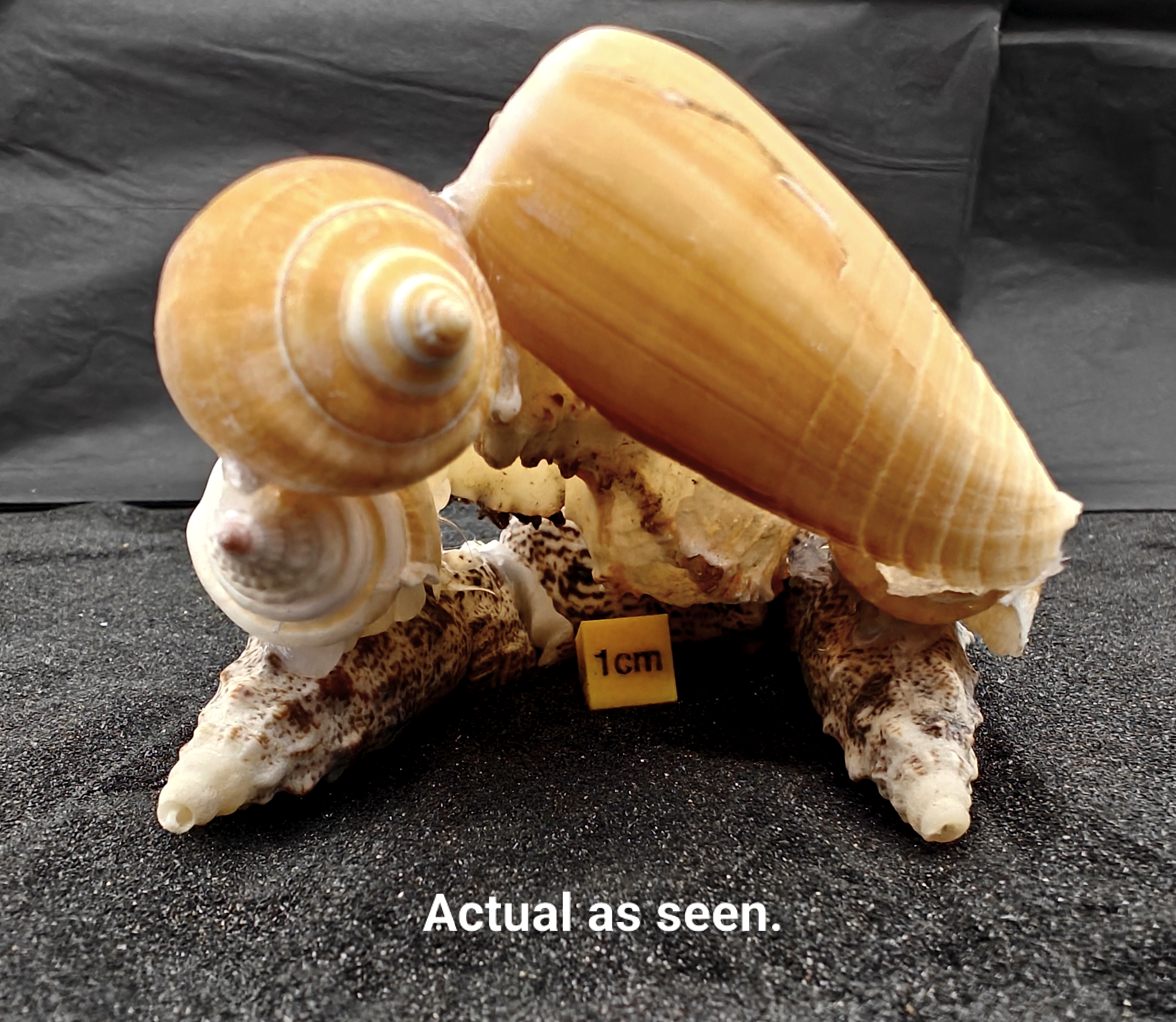 Natural Seashell Aquarium Cave Hideaway