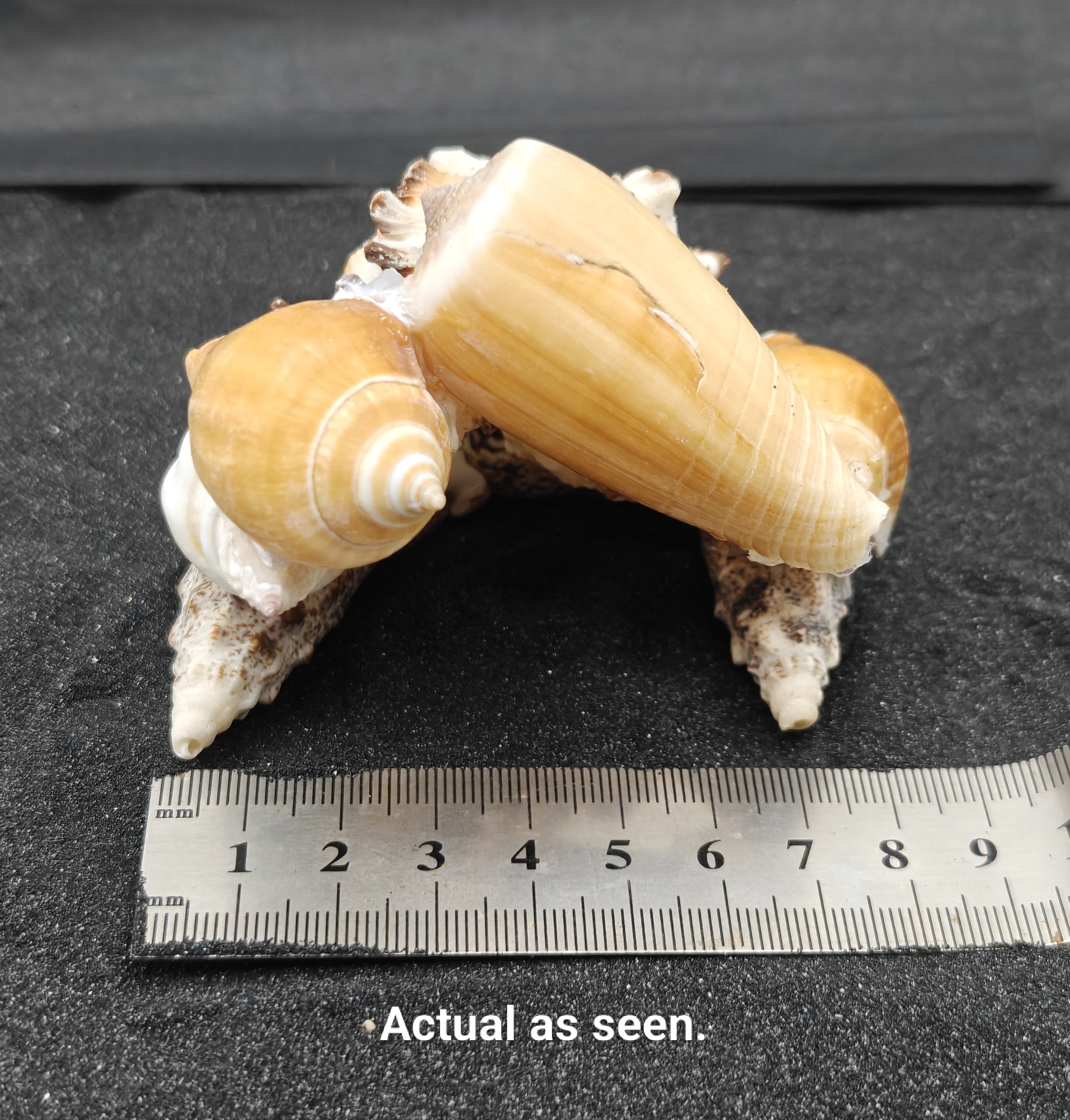 Natural Seashell Aquarium Cave Hideaway