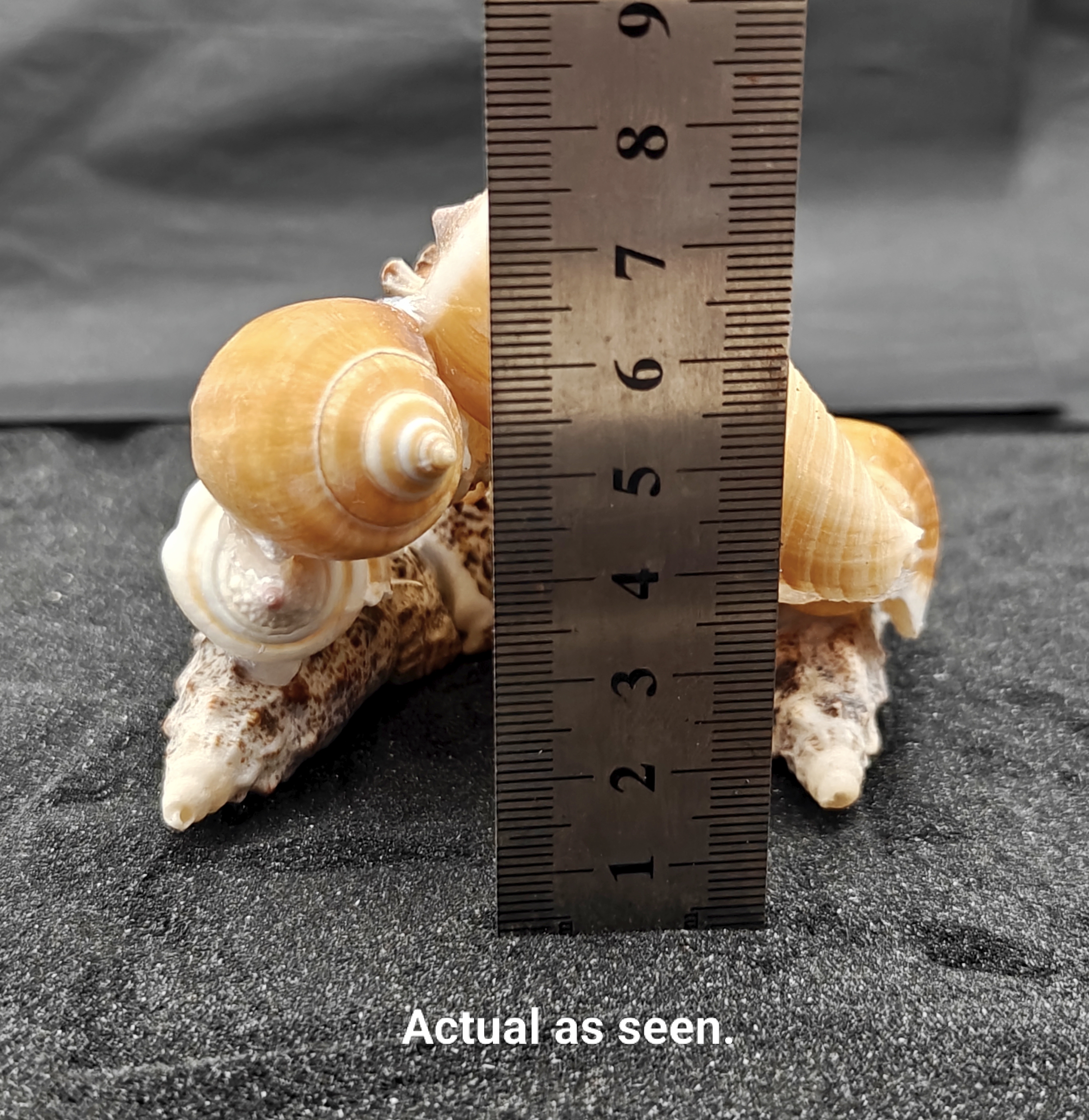 Natural Seashell Aquarium Cave Hideaway